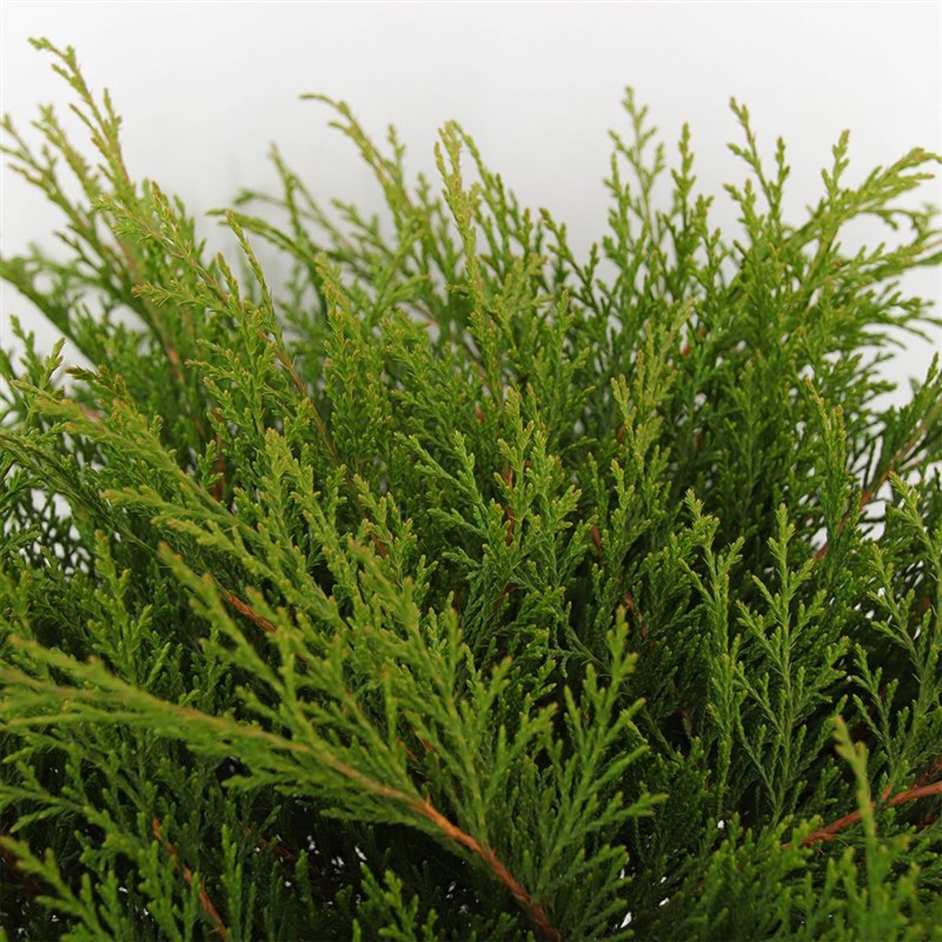 Microbiota decussata - C3 30-40 CM